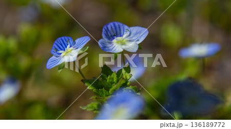Germander Speedwell flowers bloom in lush greenery on a sunny day showcasing vibrant blue petals and delicate details in a natural setting 136189772