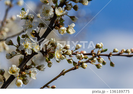 Spring blooms of Prunus cerasifera showcasing delicate white flowers against a clear blue sky in a serene natural setting Spring blooms of Prunus cerasifera showcasing delicate white flowers against a clear blue sky in a serene natural setting 136189775