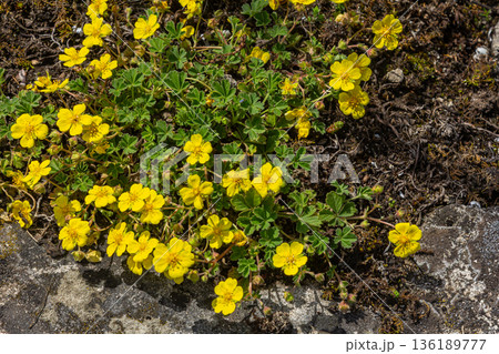 Blooming yellow flowers of creeping cinquefoil thrive in a sunlit meadow during springtime Blooming yellow flowers of creeping cinquefoil thrive in a sunlit meadow during springtime 136189777