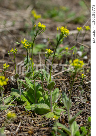 Wood Draba presents vibrant yellow flowers in a sunny forest clearing during early spring growth showcasing nature's delicate beauty and resilience 136189778