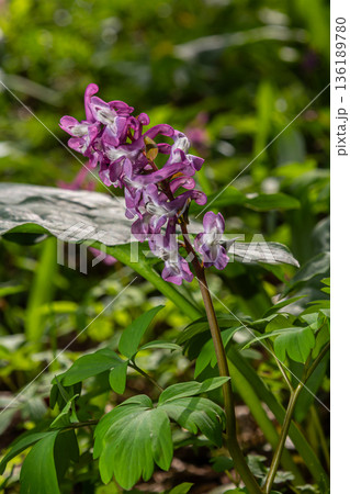 Hollowroot blooms showcase vibrant purple flowers in lush spring woodland habitat full of rich greenery and sunlight Hollowroot blooms showcase vibrant purple flowers in lush spring woodland habitat full of rich greenery and sunlight 136189780