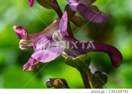 Exploring Hollowroot Corydalis cava a delicate woodland flower blooming in springtime under soft sunlight 136189791