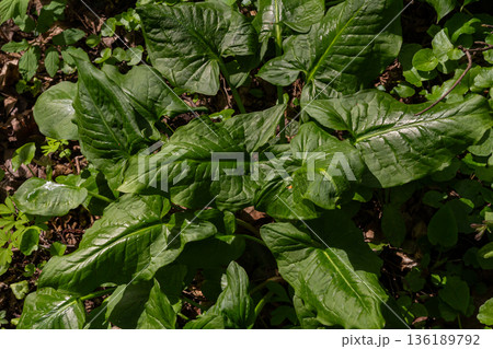 Cuckoo Pint displays glossy arrow-shaped leaves in a vibrant woodland setting during the spring 136189792