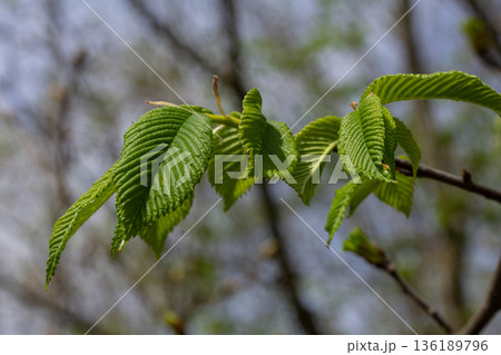 Coltsfoot blooms brightly in spring showcasing vibrant yellow flowers against lush green foliage in a tranquil natural setting 136189796