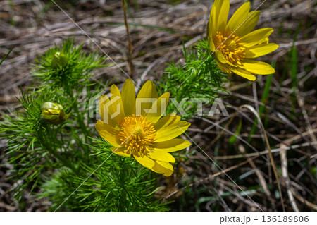 Yellow pheasant's eye blooms vibrantly in spring showcasing bright petals and lush green foliage in a natural setting Yellow pheasant's eye blooms vibrantly in spring showcasing bright petals and lush green foliage in a natural setting 136189806
