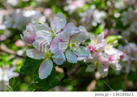 Budding apple trees in a garden flourish with delicate white and pink blossoms during the spring season showcasing nature's beauty and renewal 136189821