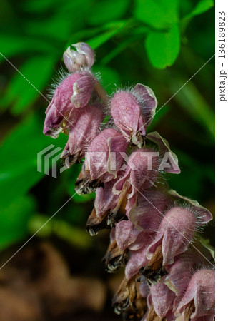 Common Toothwort Lathraea squamaria blossoms in lush forest undergrowth during springtime showcasing intricate pink flowers and vibrant greenery Common Toothwort Lathraea squamaria blossoms in lush forest undergrowth during springtime showcasing intricate pink flowers and vibrant greenery 136189823