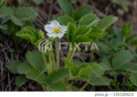 Creamy strawberry plant showing white flowers and trifoliate leaves in a natural habitat during springtime growth 136189828