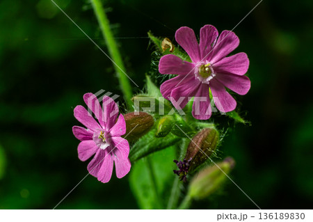 Bright pink flowers of Silene dioica thrive in woodland habitats showcasing their beauty in spring 136189830