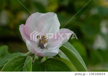 Apple trees bloom beautifully in the garden highlighting springtime colors and nature's renewal in a serene outdoor setting 136189834