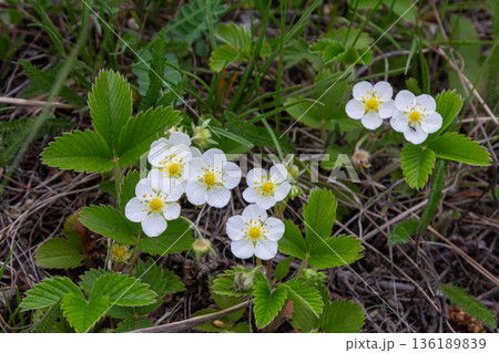 Creamy strawberry plants with white flowers and trifoliate leaves growing in a green field during springtime Creamy strawberry plants with white flowers and trifoliate leaves growing in a green field during springtime 136189839