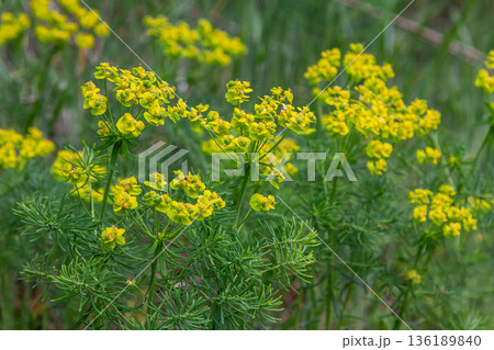 Cypress spurge blooms vibrant yellow-green flowers among green grasses in a sunny meadow during spring season Cypress spurge blooms vibrant yellow-green flowers among green grasses in a sunny meadow during spring season 136189840