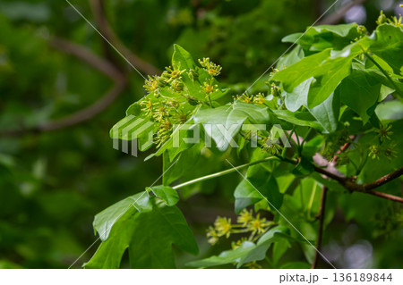 Norway maple Acer platanoides showcases yellowish-green flowers and broad leaves in early spring under clear skies Norway maple Acer platanoides showcases yellowish-green flowers and broad leaves in early spring under clear skies 136189844