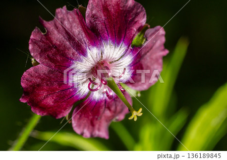Dusky cranesbill showcases striking dark purplish flowers with delicate nodding petals in a lush garden setting during late spring 136189845