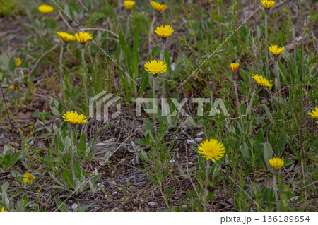 Lesser sedge blooms brilliantly in the morning sun on rocky slopes showcasing vibrant yellow flowers and slender green leaves in a natural habitat Lesser sedge blooms brilliantly in the morning sun on rocky slopes showcasing vibrant yellow flowers and slender green leaves in a natural habitat 136189854