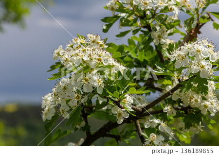 Blooming Crataegus monogyna showcases clusters of white flowers against a dramatic sky during springtime in a lush countryside Blooming Crataegus monogyna showcases clusters of white flowers against a dramatic sky during springtime in a lush countryside 136189855
