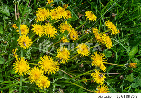 Yellow flowers of Common Dandelion bloom abundantly among lush green grass in a serene outdoor setting Yellow flowers of Common Dandelion bloom abundantly among lush green grass in a serene outdoor setting 136189858