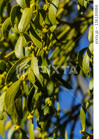 Mistletoe Viscum album thriving on tree branches during a bright sunny day in winter Mistletoe Viscum album thriving on tree branches during a bright sunny day in winter 136189866