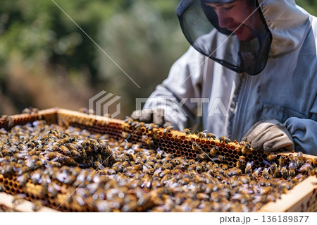 防護服を着た養蜂家が巣枠を点検する自然共生型農業イメージ 防護服を着た養蜂家が巣枠を点検する自然共生型農業イメージ 136189877