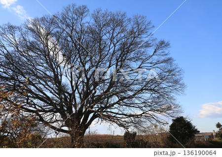 関宿城公園の風景 136190064
