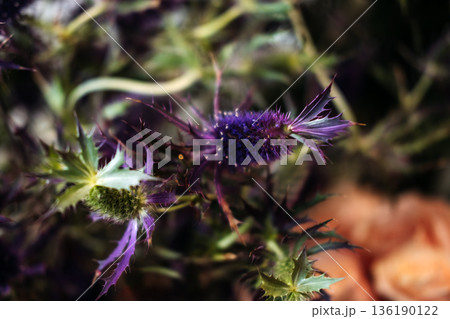 Purple sea holly blooms showcase sharp architectural structures. Eryngium blue hobbit, architectural plants, textural floristry. Purple sea holly blooms showcase sharp architectural structures. Eryngium blue hobbit, architectural plants, textural floristry. 136190122