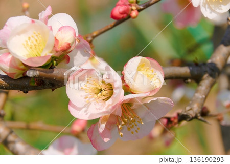 ボケの花　クローズアップ 136190293