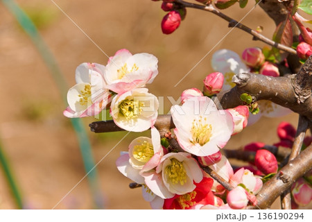 ボケの花　クローズアップ 136190294