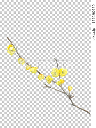 Illustration material of wintersweet flowers painted in watercolor [hand-drawn] White background Copy space Transparent background 136190480