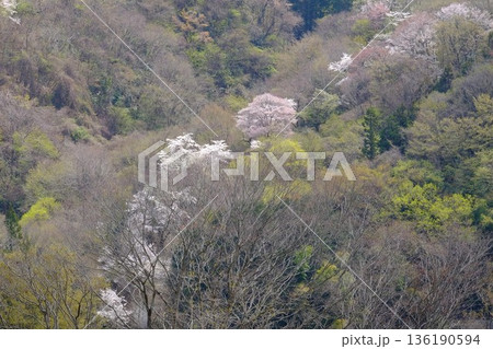 桜咲く春の雑木林　【相模原市津久井　4月】 136190594