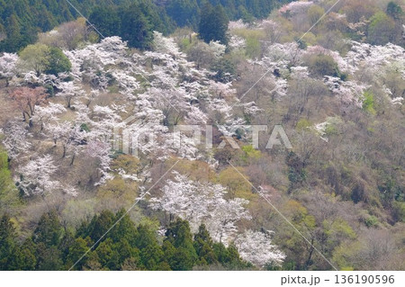 満開の桜山 【相模原市津久井 4月】 満開の桜山 【相模原市津久井 4月】 136190596