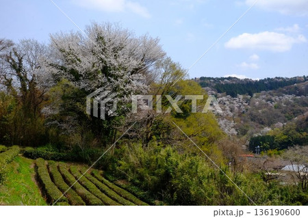 雑木林の桜と茶畑と稲生の桜山 【相模原市津久井 4月】 雑木林の桜と茶畑と稲生の桜山 【相模原市津久井 4月】 136190600