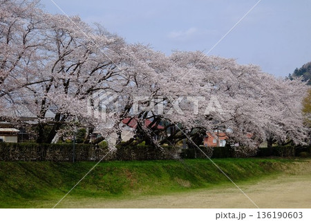 土手に咲く桜並木　【相模原市津久井　4月】 136190603