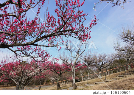 知多市旭公園の梅 136190604
