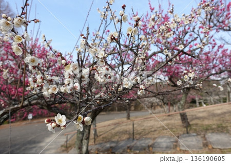知多市旭公園の梅 136190605