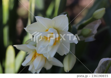 冬の庭に咲く白と黄色の八重咲きフサザキスイセンの花 冬の庭に咲く白と黄色の八重咲きフサザキスイセンの花 136190655