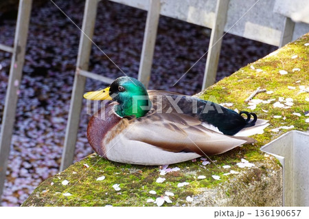 桜の花びらと一休みするマガモ 桜の花びらと一休みするマガモ 136190657