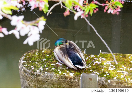 桜の花びらと一休みするマガモ 桜の花びらと一休みするマガモ 136190659