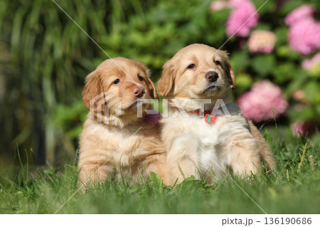 Hovawart puppies in the garden Hovawart puppies in the garden 136190686