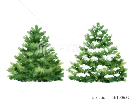Hand drawn illustration of a set featuring two green fir trees with one covered in white snow isolated on a white background. Festive evergreen spruces for Christmas greeting cards, winter holiday 136190687