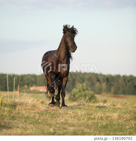 Friesian horse moving in sunset 136190702