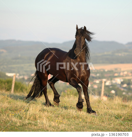 Friesian horse moving in sunset Friesian horse moving in sunset 136190703