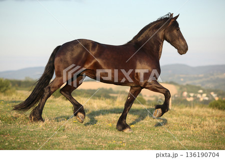 Friesian horse moving in sunset Friesian horse moving in sunset 136190704