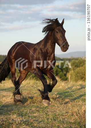 Friesian horse moving in sunset Friesian horse moving in sunset 136190707