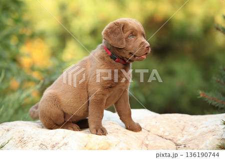 Chesapeake Bay retriever puppy in the garden Chesapeake Bay retriever puppy in the garden 136190744
