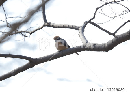 モズ　shrike 136190864