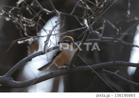 モズ shrike モズ shrike 136190865