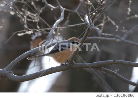 モズ　shrike 136190866