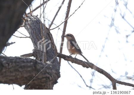 モズ　shrike 136190867