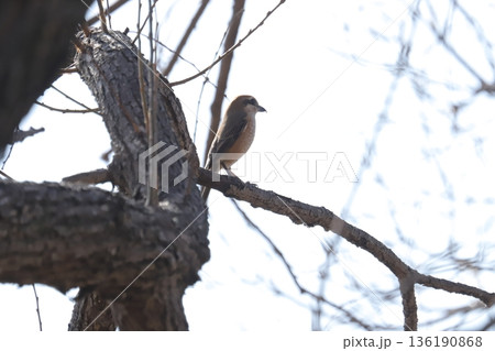 モズ shrike モズ shrike 136190868