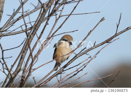 モズ shrike モズ shrike 136190873